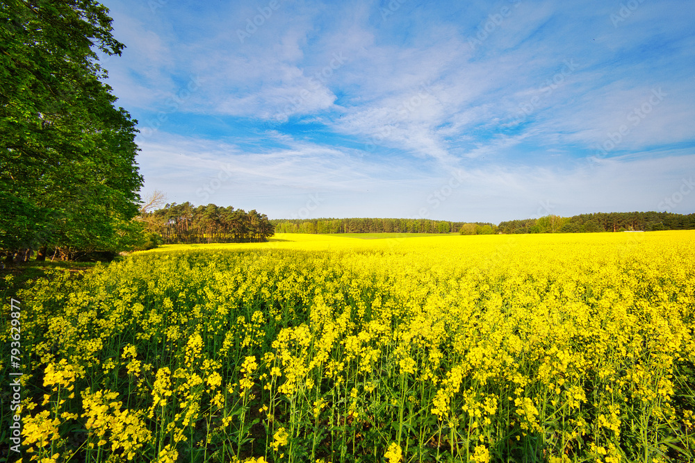 Rapsfeld - Raps - Rapsblüte - Feld - Yellow - Rapeseed - Beautiul - Sky - Background - Concept  - Ecology - Blooming  - Flower - Bloom - Green - Horizon - Wonderful 