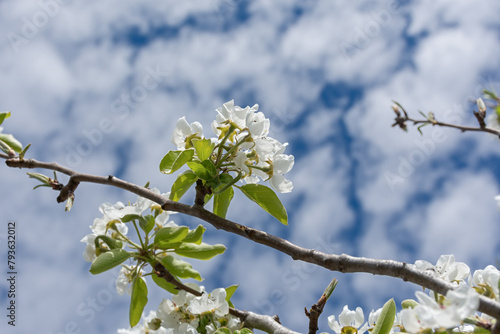 A pear is blooming against a blue sky. Flowering branches and feathery clouds. Spring atmospheric natural background. The beautiful trees bloomed in April. The concept of joy, warmth and tenderness.