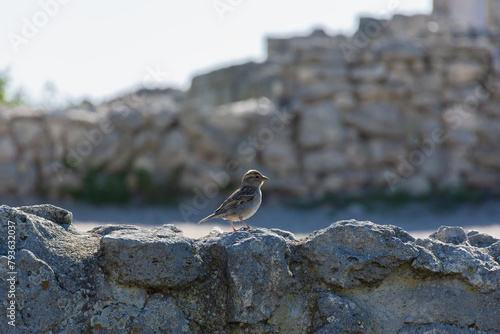 A sparrow on a stone in close-up. A funny bird is looking at the camera. Blurred natural background of rocks and grass. A young sparrow looks around and watches. Living in the wild. A sunny summer day