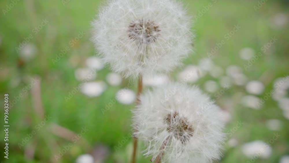 Dandelion close-up with tracking shot Dandelion close-up with tracking shot