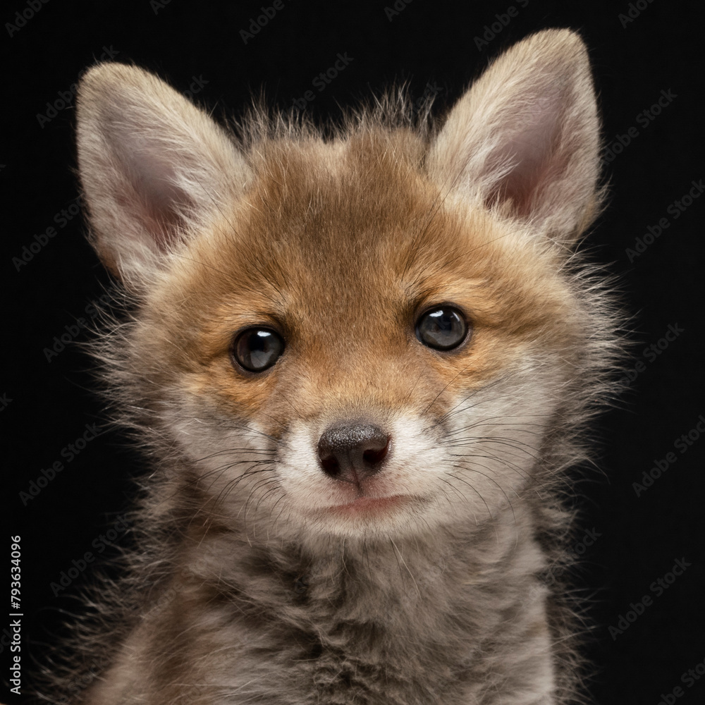 Fuchs, Jungtier, 5 Wochen alt, fotografiert im Studio