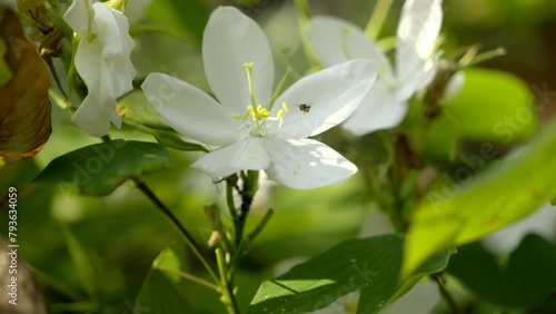 Bauhinia acuminata plant with white flowers and small bee flying around photo