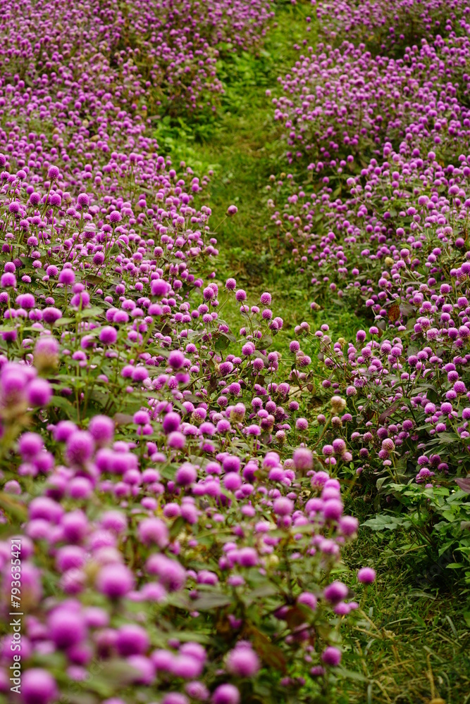 Close-up of purple Gomphrena globosa flower Close-up of purple Gomphrena globosa flower