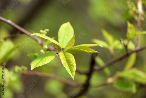 Spring season, young green leaves on a tree branch. Nature waking up in the forest