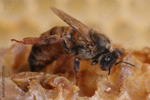 Beekeeping - queen bee close-up