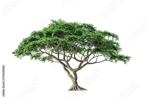 Green Tree Against White Background