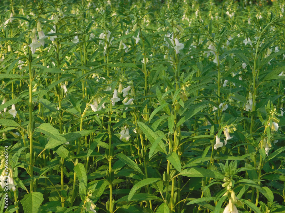 Fototapeta premium Green sesame plant blooming in field and bud