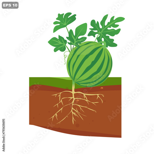 Watermelon plant vector, roots in the ground. Set of growing Watermelon tree illustration