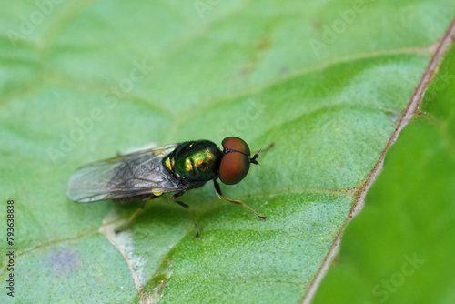 Closeup on a small metallic green European soldier fly, the black-horned gem or Microchrysa polita