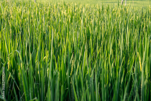 Oryza sativa known as Asian rice. Picture of Oryza sativa from subspecies long-grained indica rice variety