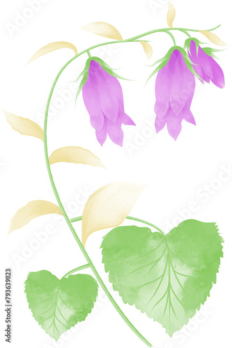 Watercolor illustration of flowers