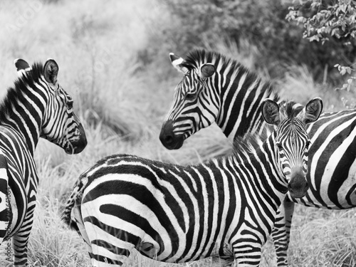 Zebra familie in Ruanda  Nationalpark