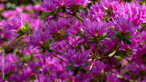 Closeup of flowers of Rhododendron 'Kiritsubo' in a garden in Spring photo