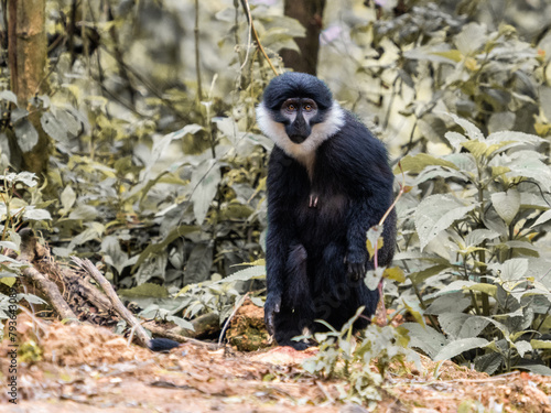 Vollbartmeerkatze in Ruanda, Nationalpark photo