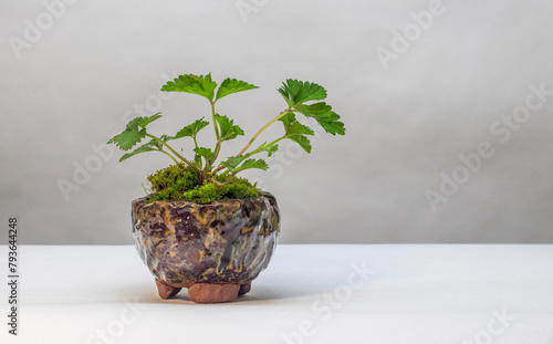 Kusamono (bonsai) strawberries composition. Plant décor