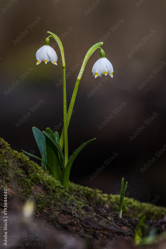Snowdrop in closeup macro covered in morning dew Snowdrop in closeup macro covered in morning dew