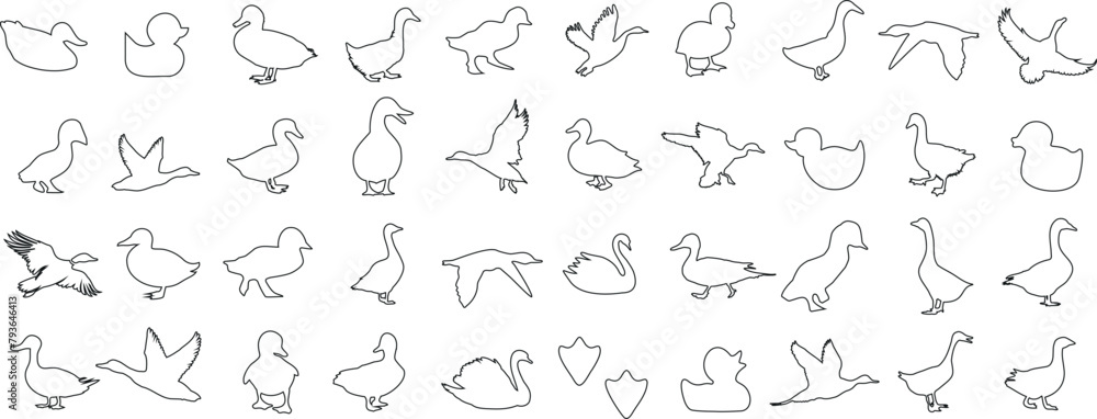 custom made wallpaper toronto digitalDuck line art illustration, minimalist duck sketch in black, standing, sitting, flying, swimming, series, simple, poses outline