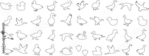 Duck line art illustration, minimalist duck sketch in black, standing, sitting, flying, swimming, series, simple, poses outline