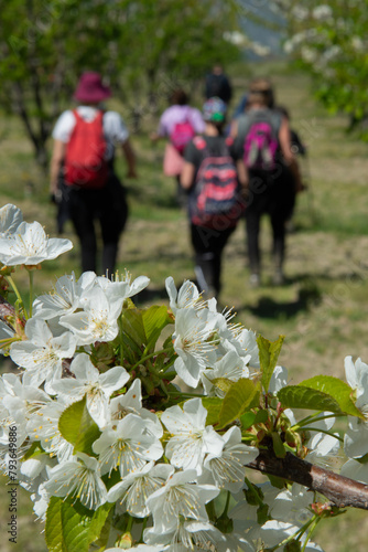 Trekking group walking in spring.
Sakura walks in spring. People walking in the cherry garden. Trekking walks in spring.