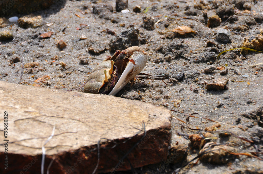 custom made wallpaper toronto digitalWinkerkrabbe