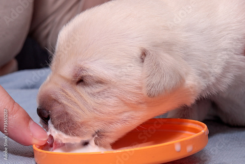 Delicious milk for the little Labrador puppy. She is happily lapping it up.