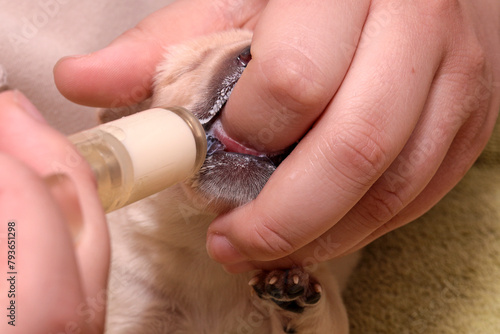1-week-old Labrador puppy is being supplemented. It has a finger in its mouth, and milk is being given with a syringe.