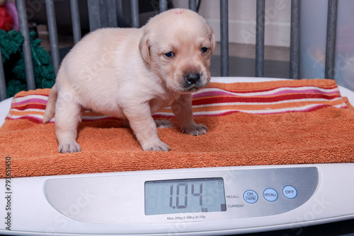 The blonde Labrador puppy is on a baby scale. She weighs 1040 grams.