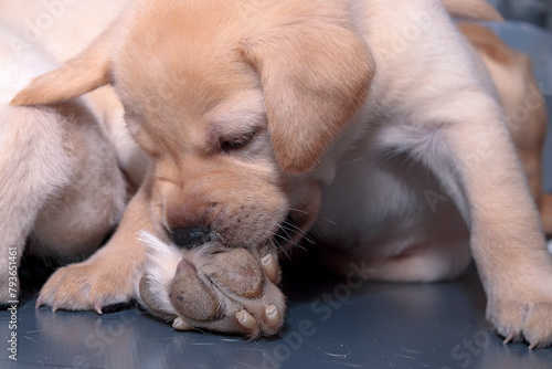 A one-month-old blonde Labrador puppy is nibbling on its mother's paw.