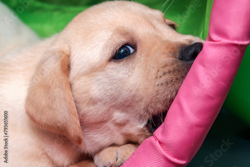 The little blonde Labrador puppy is nibbling on the green-colored play tunnel.