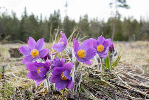  Large purple blooms of the Eastern pasqueflower (Pulsatilla patens) also known as the cutleaf anemone blooming in Estonian nature during early spring