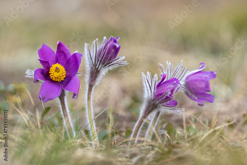 Large purple bloom and buds of the Eastern pasqueflower (Pulsatilla patens) also known as the cutleaf anemone blooming in Estonian nature during early spring