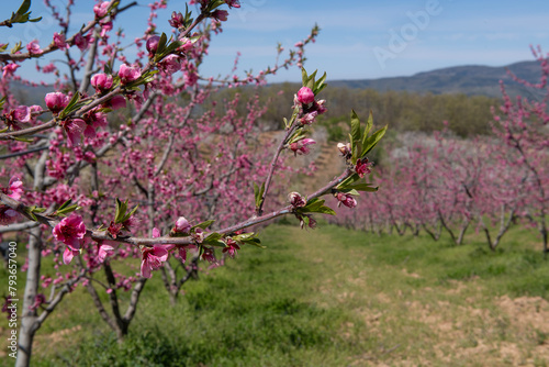 Peach blossom in spring. Pink Peach Flowers Blooming on Peach Tree in Blue Sky Background, selective focus. İznik, Bursa.