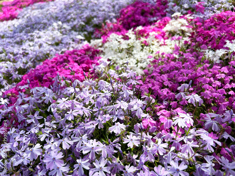 Obraz premium カラフルな芝桜