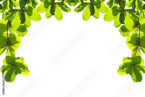 Green leave on white background, Natural green leaves frame on white background