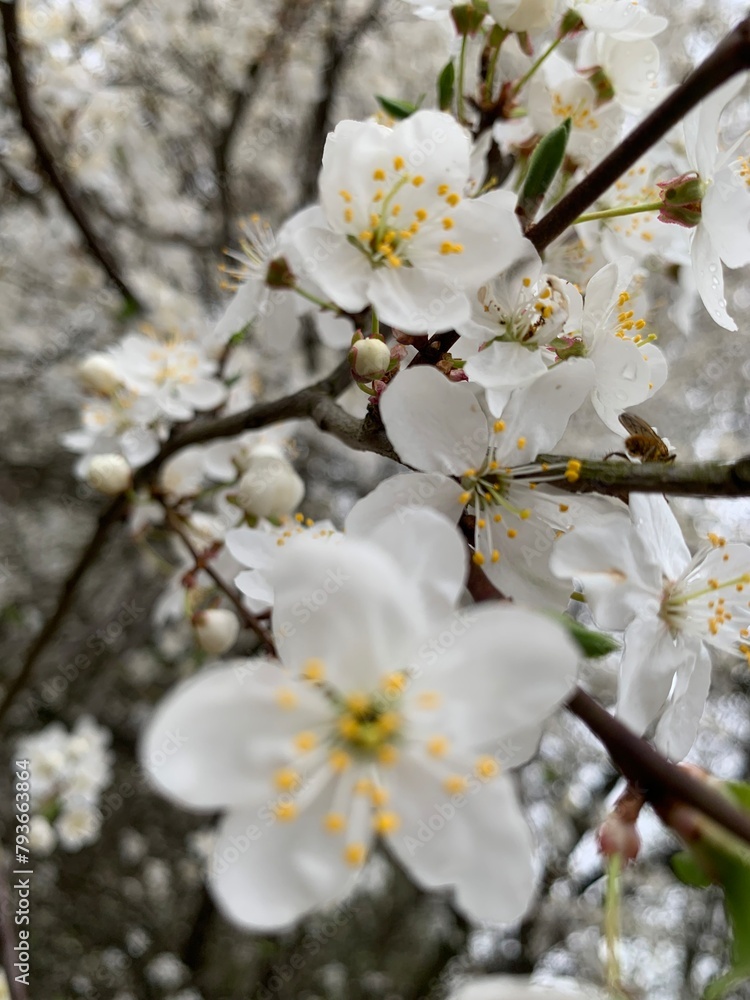 cherry tree blossom