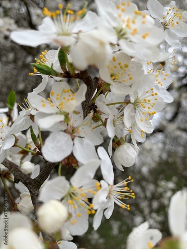tree blossom