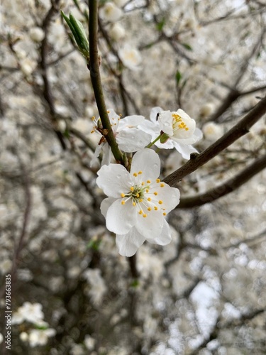 cherry tree blossom