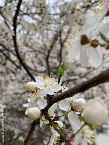 Flowering tree