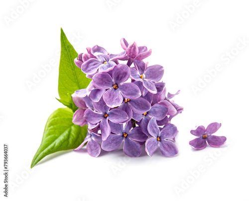 Twig of purple lilac flowers on white backgrounds