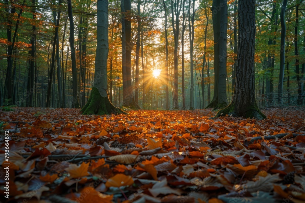 Autumn sunrise in tranquil forest
