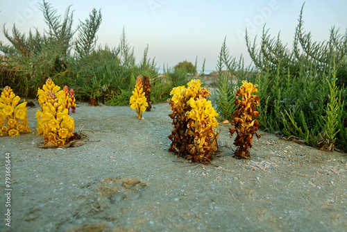 Broomrape Cistanche phelypaea (Orobanchaceae) parasitize on the roots of shrubs and small shrubs. Abu Dhabi desert park at winter. United Arab Emirates photo
