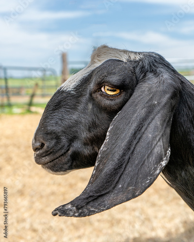 Goat's Gaze, Farm Life Under Cloudy Sky photo