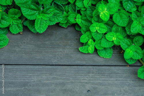 Green mint leaves on an old wooden floor