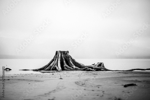 remains of old tree stump and roots on beach in heavy fog photo