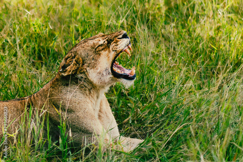 Yawning lion in golden savannah light, Kruger Park photo
