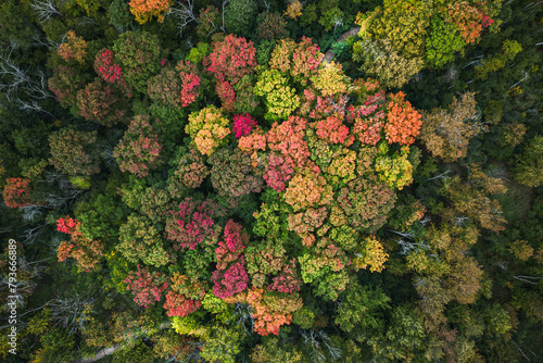 Vivid autumn canopy in Guelph's serene forest trail photo