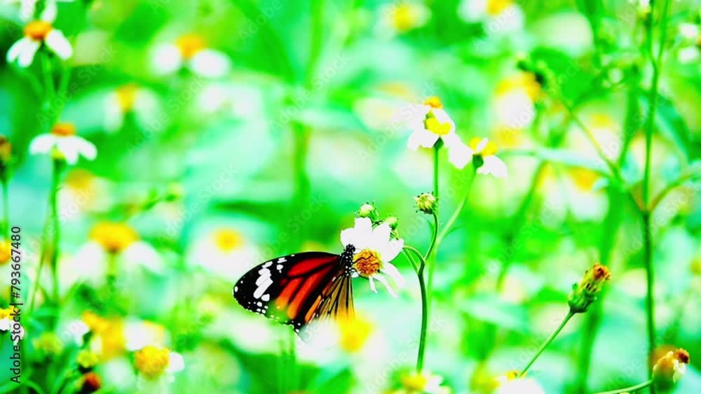 4K flower and butterfly flower butterfly flower butterfly 4K flower and butterfly flower butterfly flower butterfly