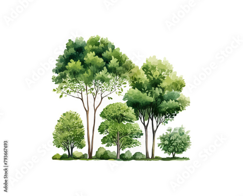 Vector watercolor green tree or forest side view isolated on white background for landscape and architecture drawing,elements for environment or garden,botanical element for exterior 