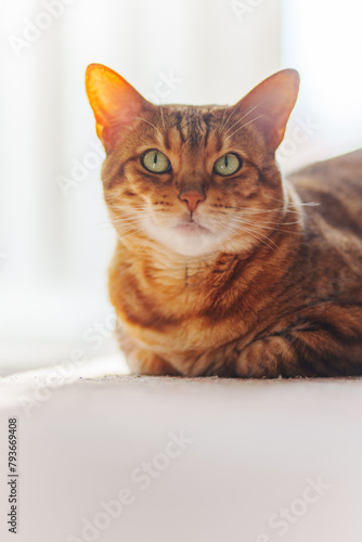 Bengal cat looking at camera. Closeup portrait, white home background. © logoboom