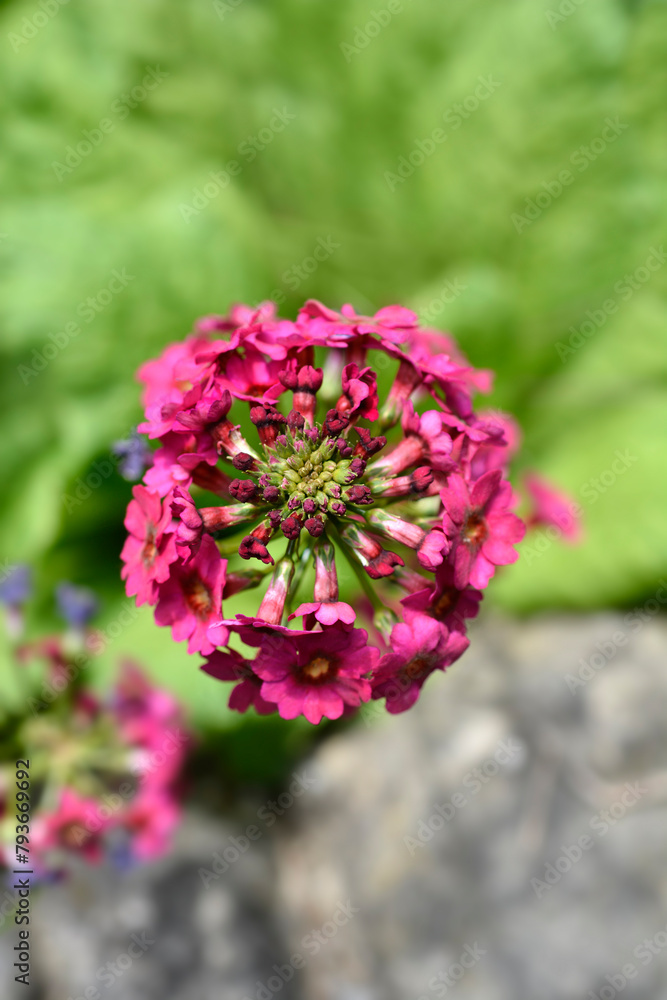Obraz premium Japanese Primrose Millers Crimson flowers